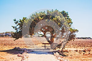 Tree of Love in Cyprus in a wheat field is a bench for relaxation and relaxation, pejazhaz on a white background