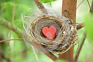 Un árbol nido corazón Día de San Valentín verde 