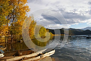 A tree in the Lugu Lake