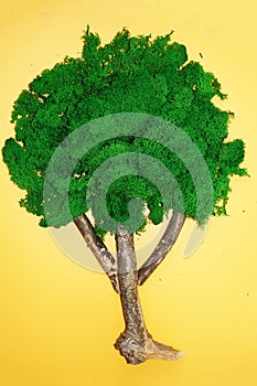 Tree made from stabilized moss on yellow background