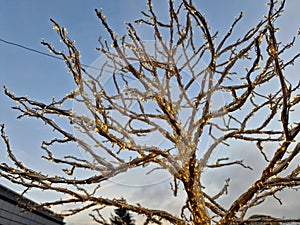 A tree made of string lights forms a decoration at a