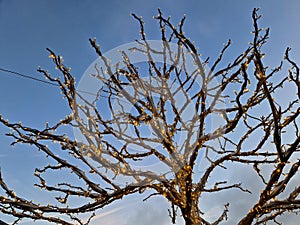 A tree made of string lights forms a decoration at a