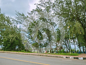 Tree beside Mae Ram Phueng Beach