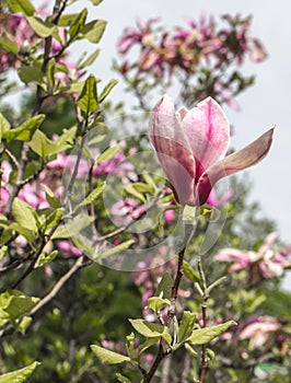Tree and Magnolia flowers closeup