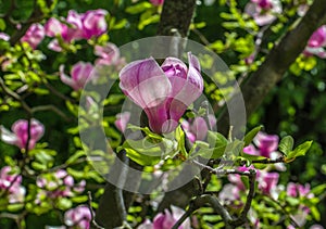 Tree and Magnolia flowers closeup