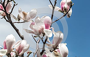 Tree and Magnolia flowers closeup