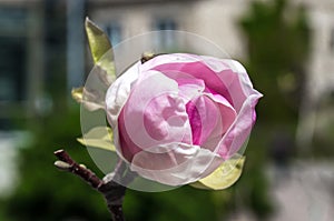 Tree and Magnolia flowers closeup