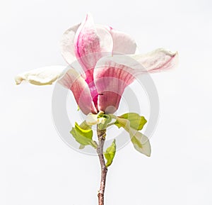 Tree and Magnolia flowers closeup