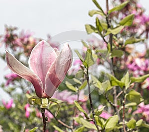 Tree and Magnolia flowers closeup