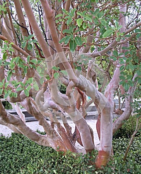 Tree mahogany (Arbutus andrachne L ) grows in the Crimea