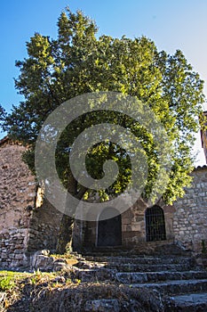Tree at the main entrance of the Romanesque church