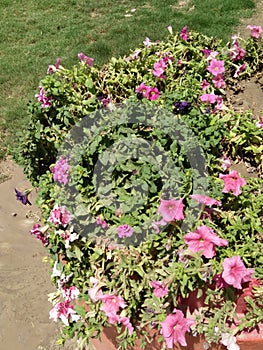 TREE MALLOW & x28;LAVATERA ARBOREA, MALWA ARBOREA