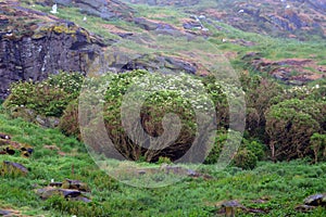 Tree mallows, Craigleith Island, Scotland