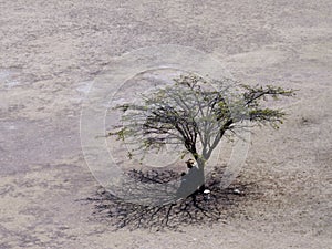 Tree and man in desert plain