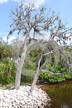 Tree on managed river in Florida