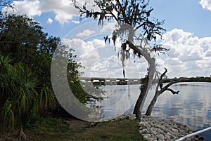 Tree on manatee river with fort hamer bridge in back ground