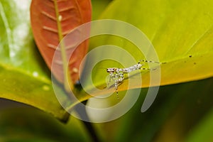 Tree Mantis (Liturgusa annulipes), Costa Rica