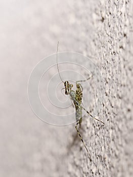 Tree Mantis (Liturgusa annulipes), Costa Rica