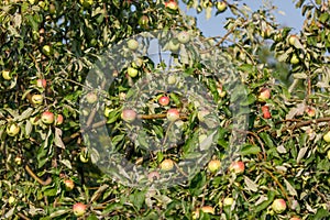 A tree with many apples on it