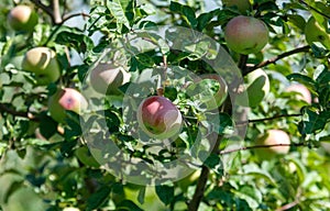 Tree with many apples on it