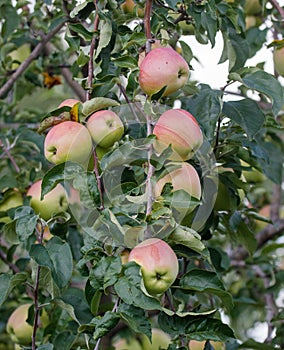 Tree with many apples on it