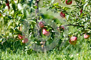 Tree with many apples on it