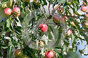 Tree with many apples on it