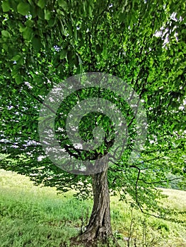 A tree with many branches