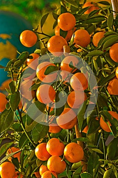 A tree with many oranges