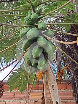 Tree with many papayas, bottom-up view.