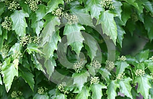 Tree maple of the Tatars summer  branch with green leaves and flowers close up.