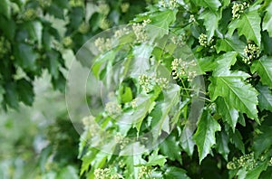 Tree maple of the Tatars summer  branch with green leaves and flowers close up.