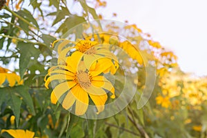 Tree marigold flowers