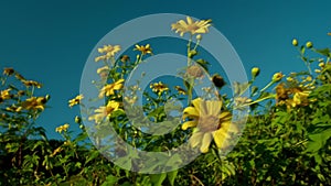 Tree marigold or Mexican sunflower blooming field