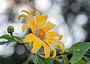 Tree marigold, Mexican tournesol, Mexican sunflower, Japanese sunflower