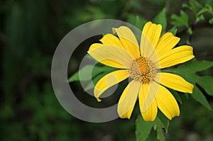 Tree marigold, Mexican tournesol, Mexican sunflower, Nitobe chrysanthemum