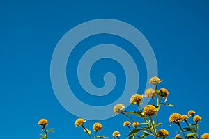 tree marigold or Nitobe chrysanthemum on blue sky background