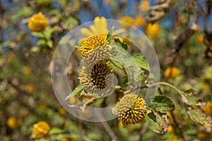 tree marigold or Nitobe chrysanthemum on blurred background