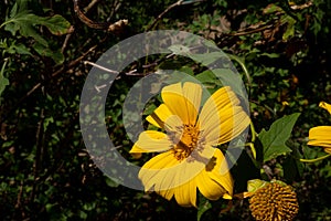 tree marigold or Nitobe chrysanthemum on blurred background