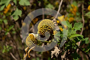 tree marigold or Nitobe chrysanthemum on blurred background