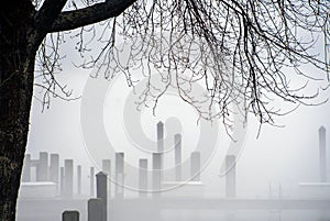 Tree and marina docks in mist