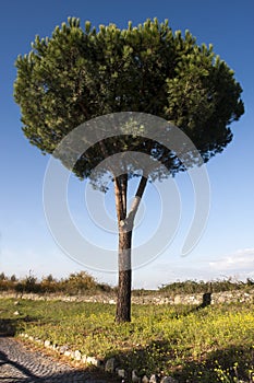 Tree Maritime Pine, Cluster Pine. Pinus Pinaster isolated