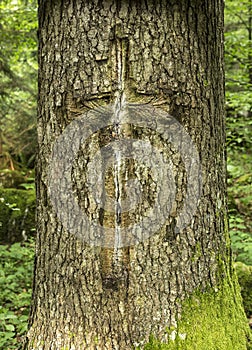 Tree mark