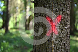 Tree marked for felling cutdown