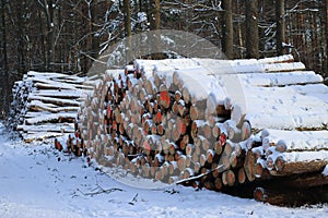 Tree marking in Winter