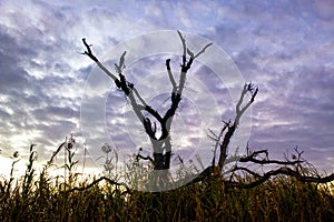 Tree in the Marsh photo