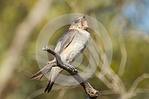 Tree Martin in South Australia