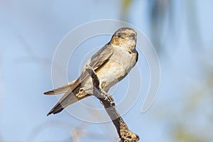 Tree Martin in South Australia