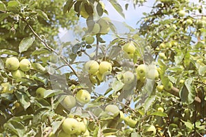 A tree with maturing fruits of a green apple. Vintage fruits rich in vitamins. Fruit trees for the garden. Agroindustrial business