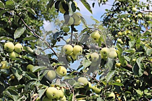 A tree with maturing fruits of a green apple. Vintage fruits rich in vitamins. Fruit trees for the garden. Agroindustrial business